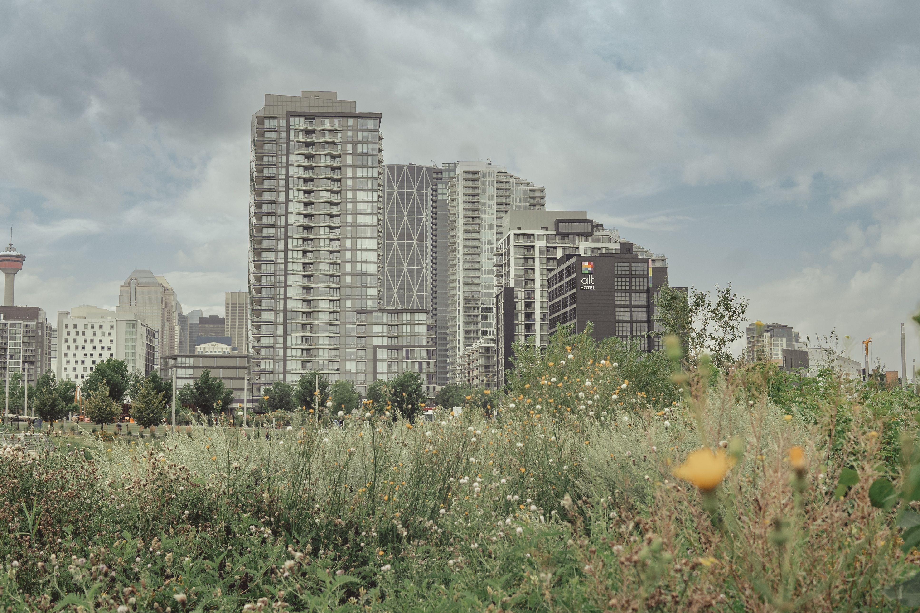 Calgary's downtown skyline rising behind a green meadow in the foreground